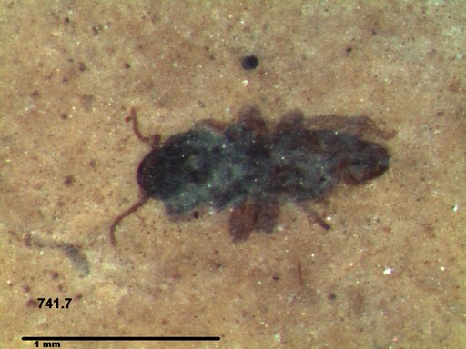 Diptera