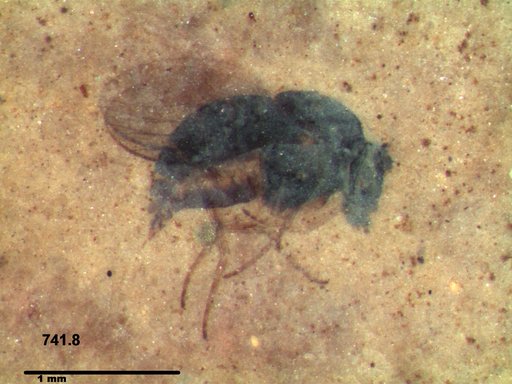 Diptera