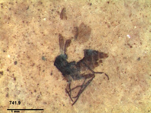 Diptera