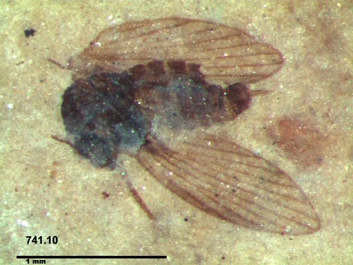 Psychodidae