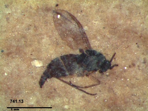 Diptera