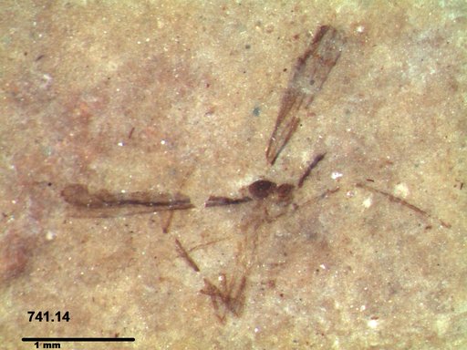 Diptera