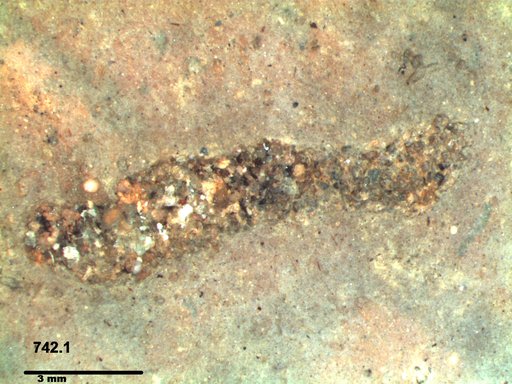 Genus sp