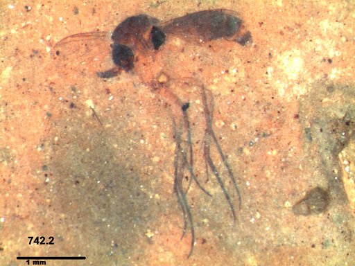 Mycetophilidae