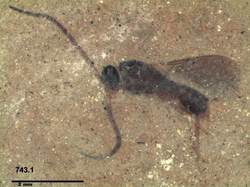 Diapriidae