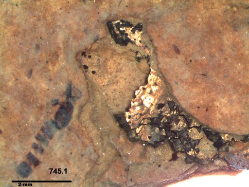 Chaoboridae