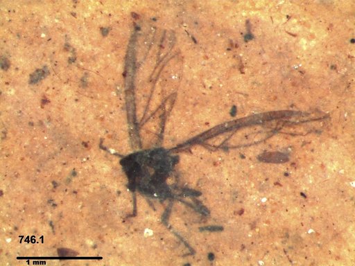 Aphididae