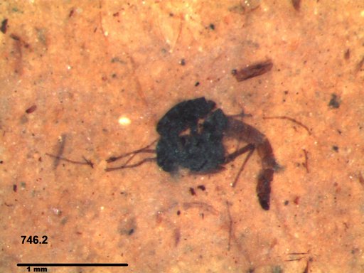 Simuliidae