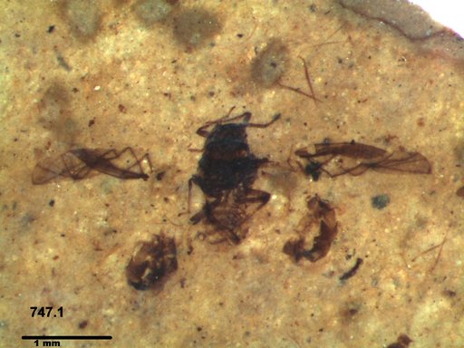 Aphididae