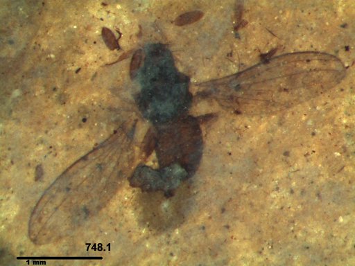 Diptera