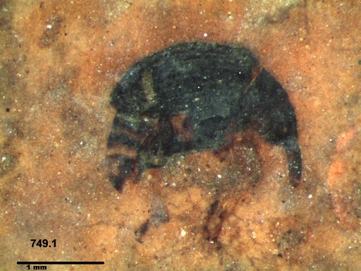 Genus sp