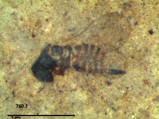 Genus sp