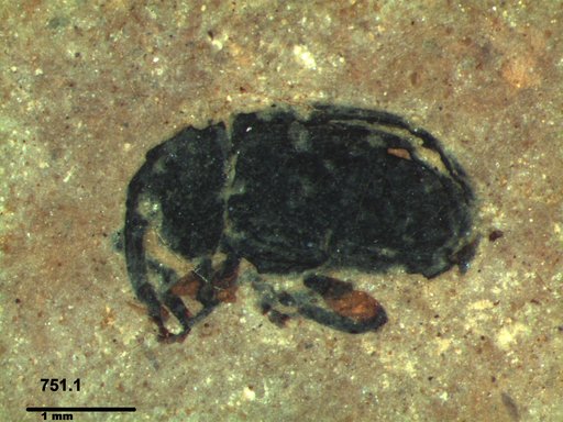 Genus sp