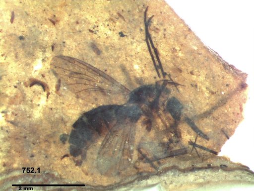 Mycetophilidae