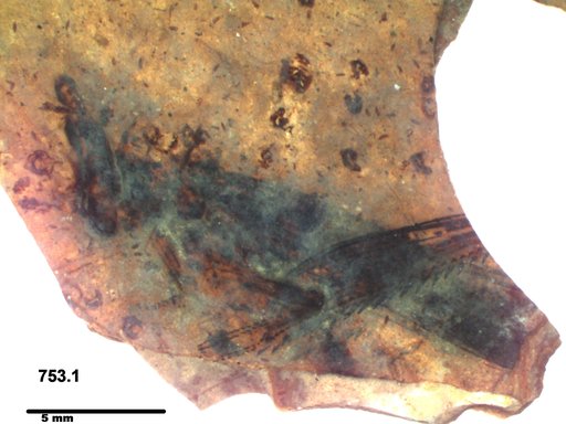 Genus sp