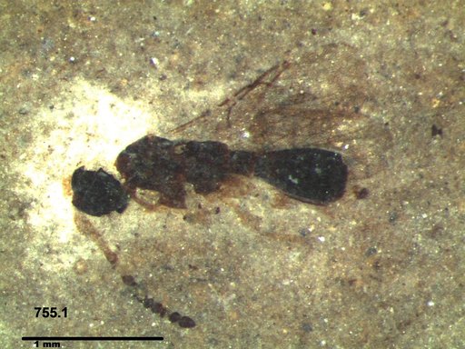 Diapriidae