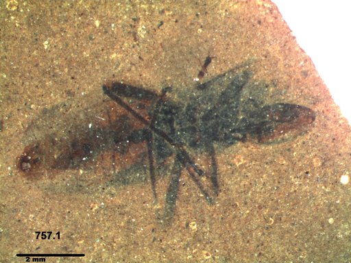 Genus sp
