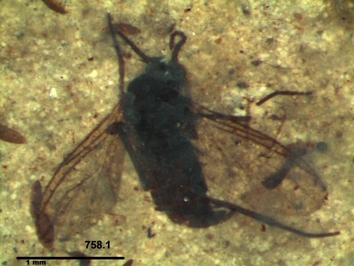 Diptera