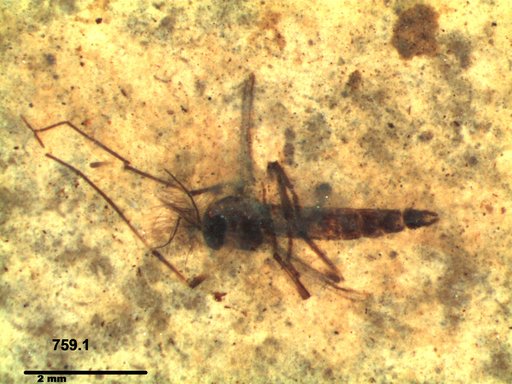 Genus sp