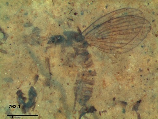 Psychodidae