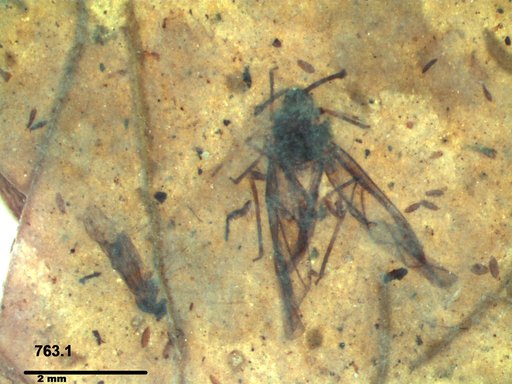 Aphididae