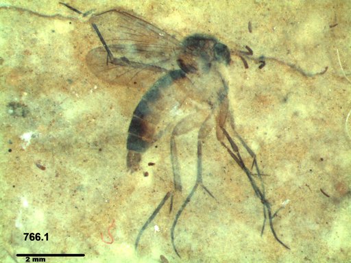 Mycetophilidae
