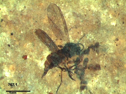 Diptera