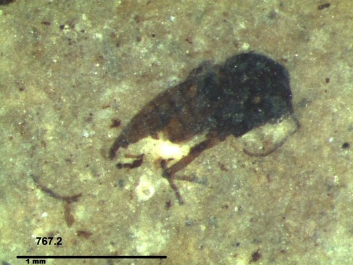 Diptera