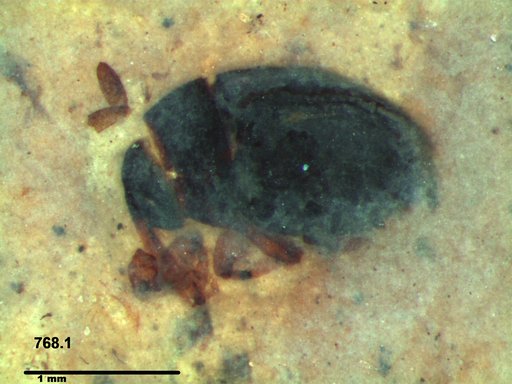 Genus sp