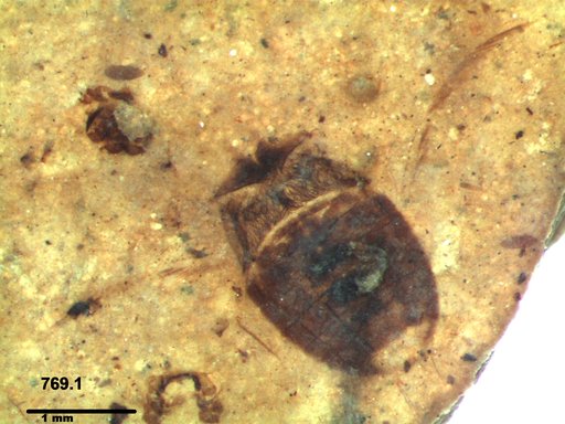 Corixidae