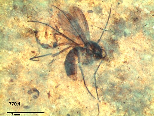 Mycetophilidae