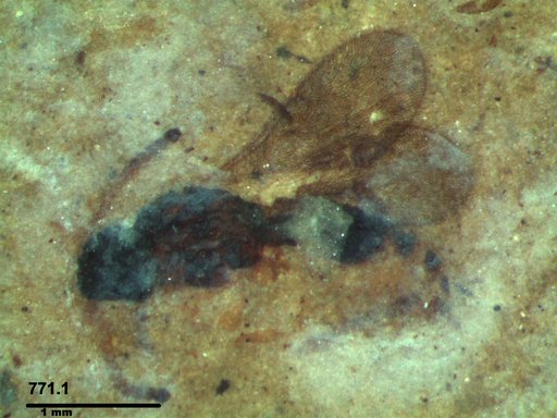 Diapriidae
