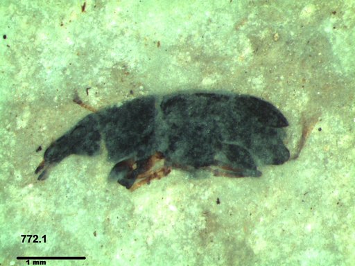 Genus sp