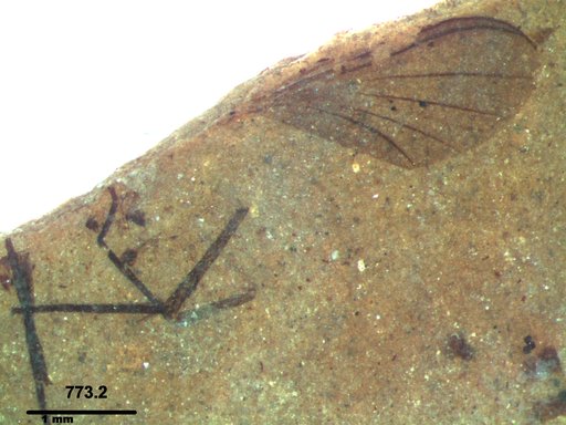 Diptera