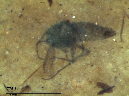 Diptera