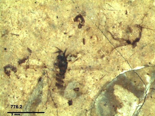 Chaoboridae