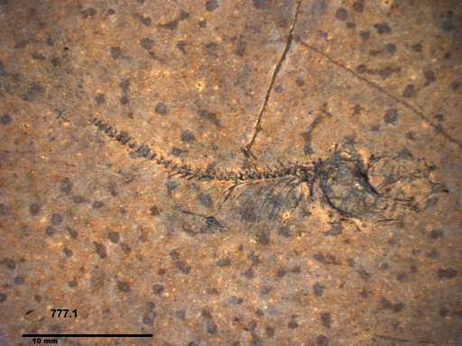 Genus sp