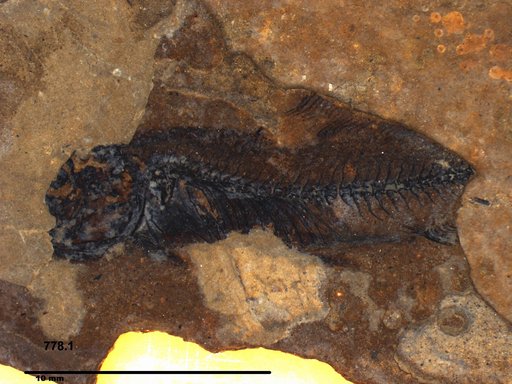 Genus sp
