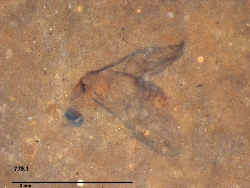 Insecta