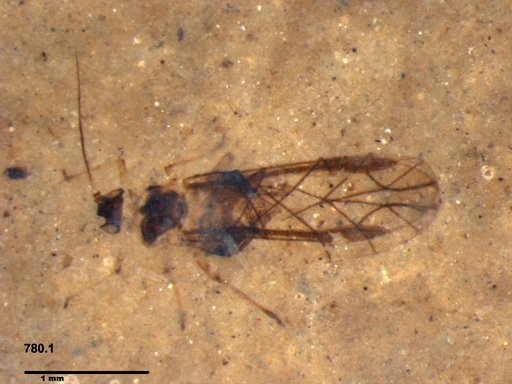 Aphididae