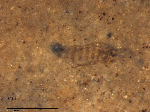 Insecta