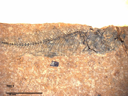 Genus sp