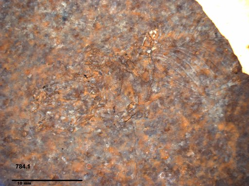 Genus sp