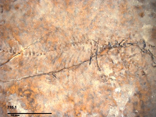 Genus sp