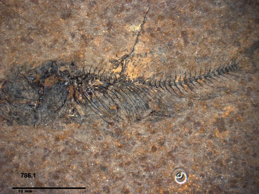 Genus sp