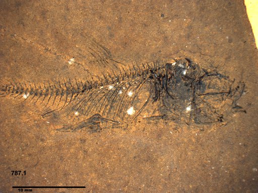 Genus sp