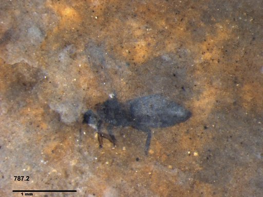 Genus sp