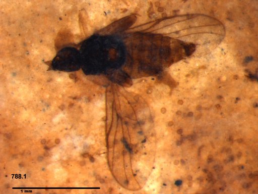 Diptera