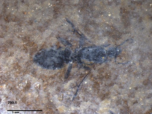 Formicidae