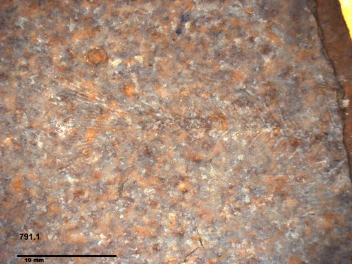 Genus sp
